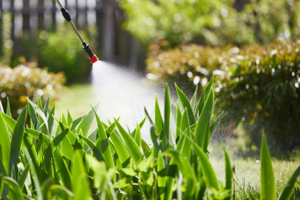 24/7 Emergency Termite Control experts in Star City, WV